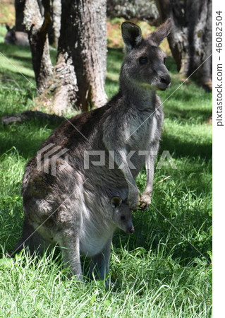 Wild kangaroo Wild kangaroo 46082504