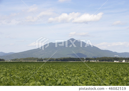 Edamame field and Mt. Tsukuba seen from Tsukuba city in early fall 46082519