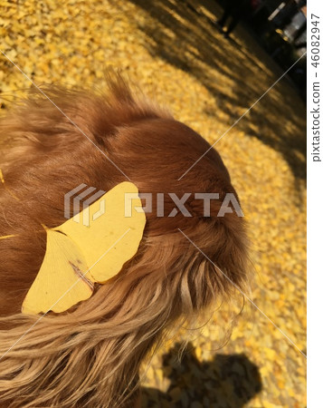 Ginkgo biloba Ginkgo biloba 46082947