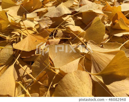 Ginkgo biloba Ginkgo biloba 46082948