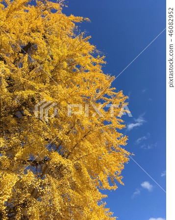 Ginkgo biloba 46082952
