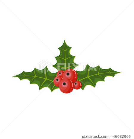 Twig of holly with leaves and berries on white - Stock Illustration ...