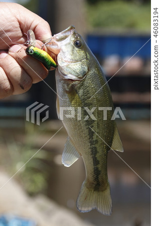 Black bass caught with lure Black bass caught with lure 46083194