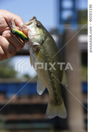 黑鱸魚抓住了誘餌 46083196