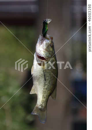 Black bass caught with lure 46083198