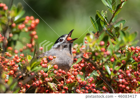 Thrush bird 46083417