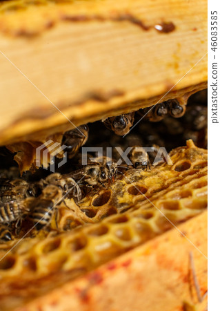 Closeup bee portrait on honeycomb in beehive. 46083585