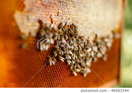 close up honeycomb in wooden frame with bees on it close up honeycomb in wooden frame with bees on it 46083594