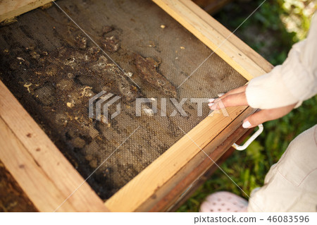 Beekeeper in suit is working at apiary. Opening Beekeeper in suit is working at apiary. Opening 46083596
