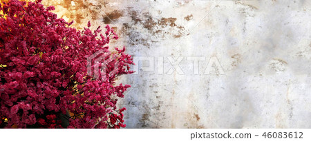 Red flower on concrete wall background. Red flower on concrete wall background. 46083612