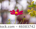 Close up one pink cosmos flower on blur background 46083742