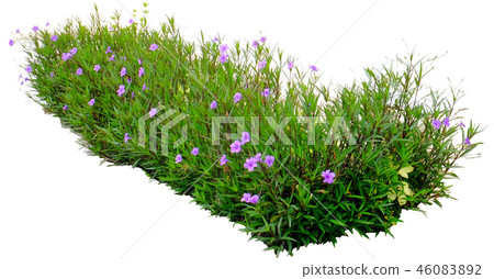 Ruellia tuberosa  46083892