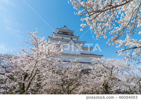 Tsuruga-jo castle and full blooming cherry blossom 46084003