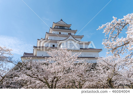 Tsuruga-jo castle and full blooming cherry blossom 46084004