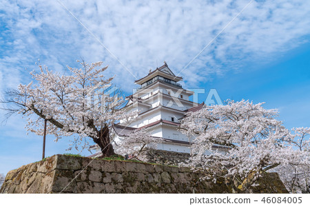 Tsuruga-jo castle and full blooming cherry blossom Tsuruga-jo castle and full blooming cherry blossom 46084005