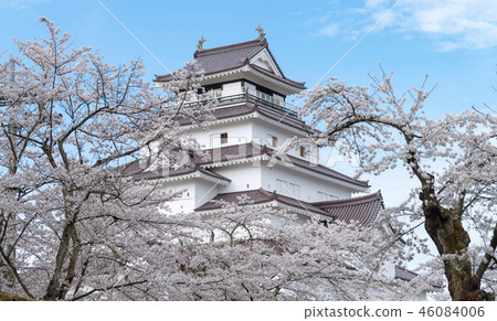 Tsuruga-jo castle and full blooming cherry blossom Tsuruga-jo castle and full blooming cherry blossom 46084006