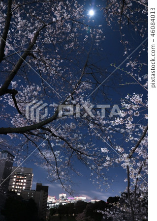 Kusanshita night cherry blossom 46084013