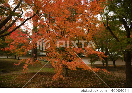 Autumn leaves of Kyoto Tofukuji Autumn leaves of Kyoto Tofukuji 46084054