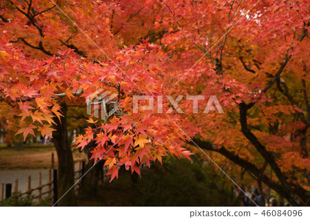 京都Tofukuji秋葉 46084096
