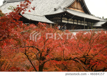Autumn leaves of Kyoto Tofukuji Autumn leaves of Kyoto Tofukuji 46084157