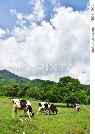 Togakushi ranch (Nagano Prefecture) Togakushi ranch (Nagano Prefecture) 46084509