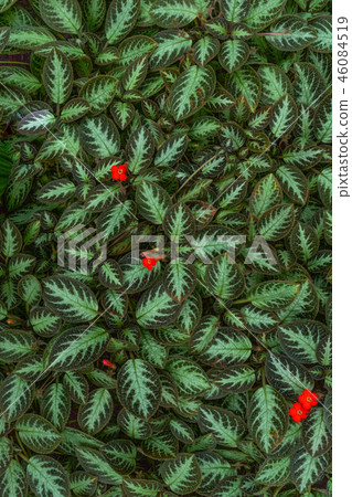 Episia Episia 46084519