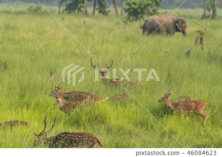 Sika or spotted deers herd in the elephant grass Sika or spotted deers herd in the elephant grass 46084623