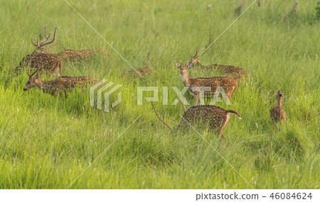 Sika or spotted deers herd in the elephant grass 46084624