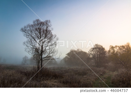Tree in fog Tree in fog 46084737