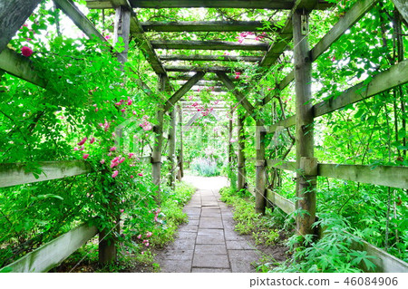 二宮家族(新潟縣) 二宮家族(新潟縣) 46084906