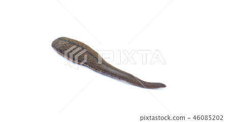 Leech isolated on white background. 46085202