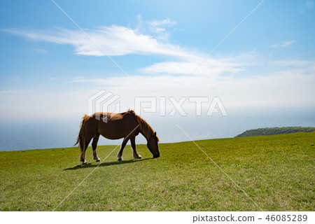 Oki Island Nishinoshima Town 46085289