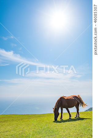 Oki Island Nishinoshima Town 46085307