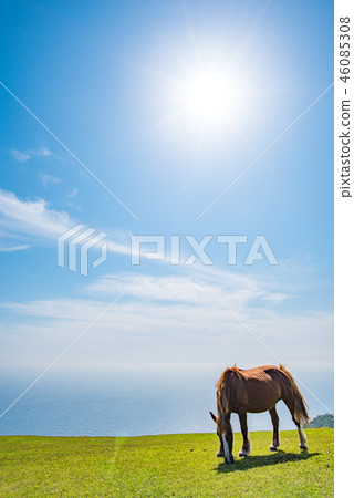 Oki Island Nishinoshima Town 46085308