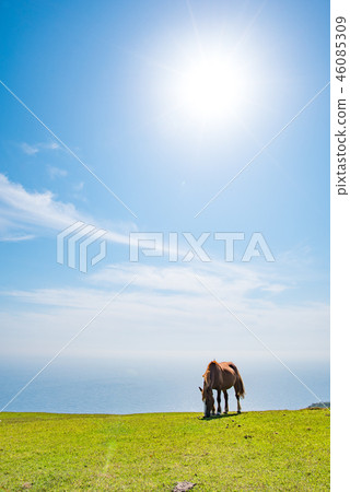 Oki Island Nishinoshima Town 46085309