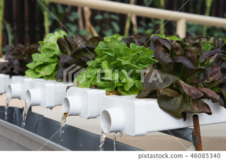 Hydroponic vegetable Hydroponic vegetable 46085340
