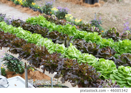 Hydroponic vegetable Hydroponic vegetable 46085342