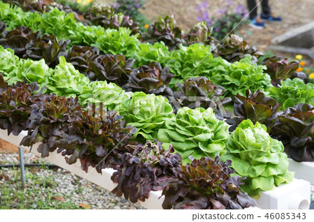 Hydroponic vegetable Hydroponic vegetable 46085343