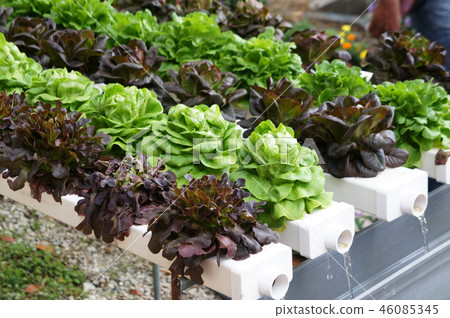Hydroponic vegetable Hydroponic vegetable 46085345