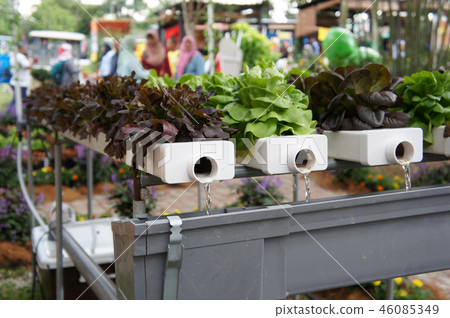 Hydroponic vegetable Hydroponic vegetable 46085349
