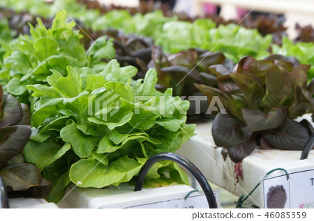 Hydroponic vegetable Hydroponic vegetable 46085359
