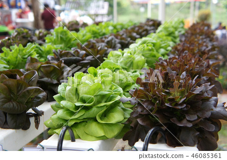 Hydroponic vegetable Hydroponic vegetable 46085361