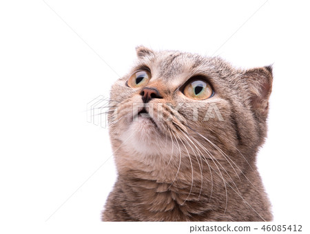 Gray cat looks up in surprise. 46085412