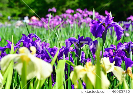 Fifty common field park iris garden (Niigata) 46085720
