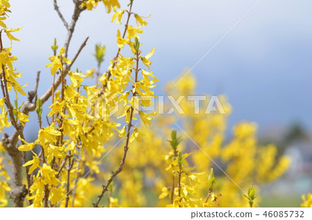 Forsythia flower 46085732