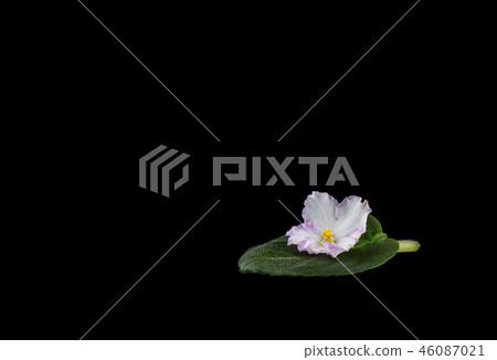 Flower and leaf of Saintpaulia isolated on black background 46087021