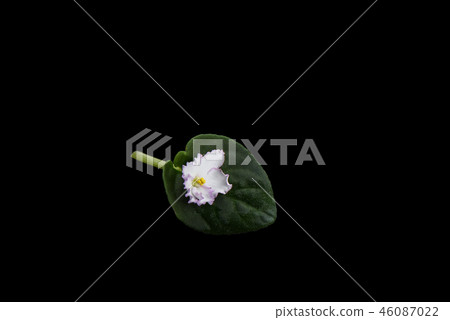 View from above. Flower and leaf of Saintpaulia isolated on black background 46087022