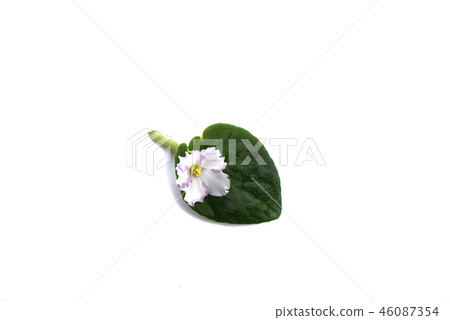Flower and leaf of saintpaulia isolated on white 46087354