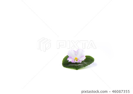 Flower and leaf of Saintpaulia isolated on white 46087355
