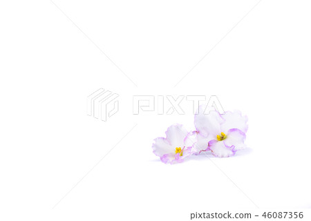 Two flowers of Saintpaulia isolated on white Two flowers of Saintpaulia isolated on white 46087356